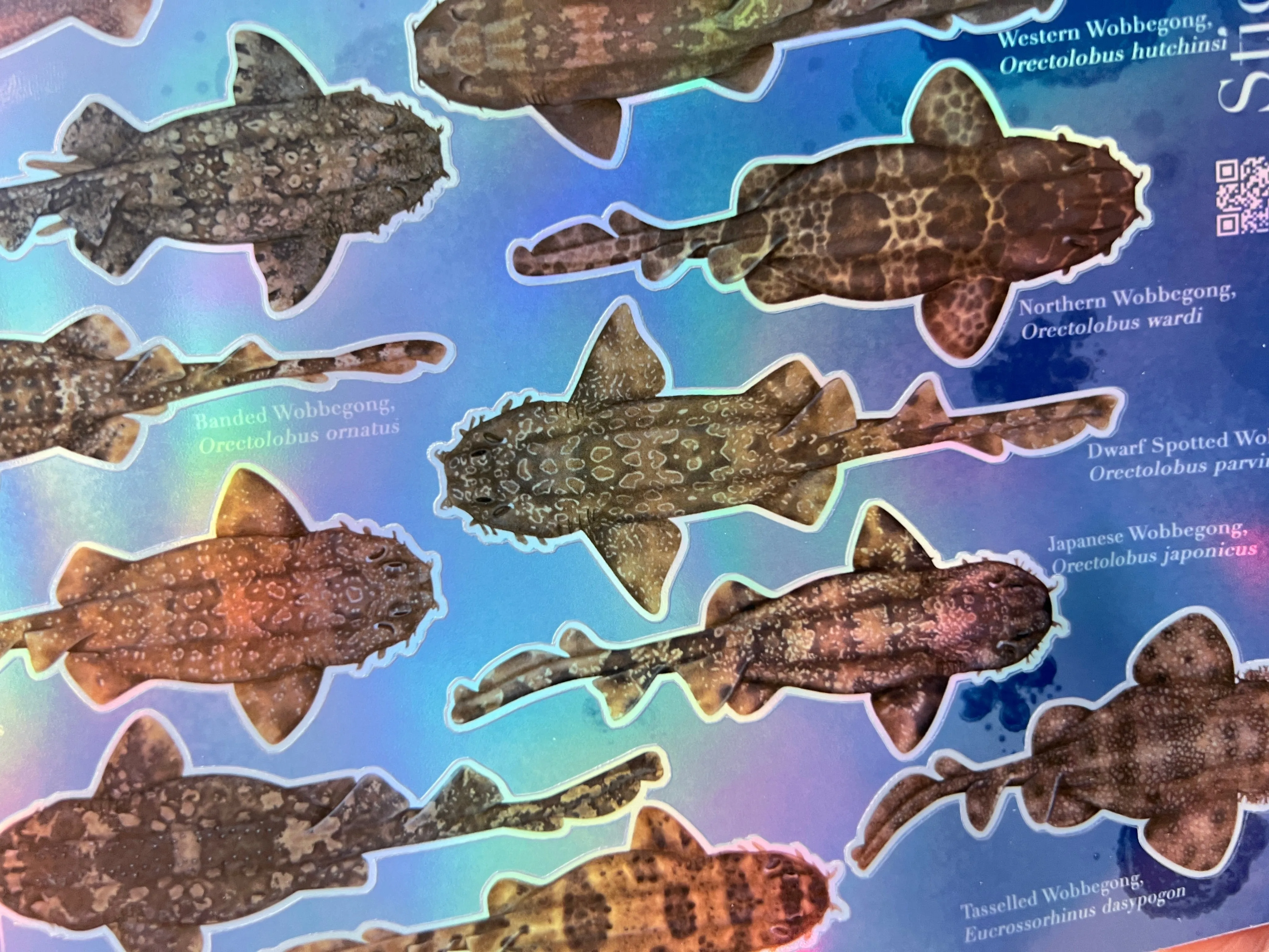 Wobbegongs of the World - Sticker Sheet